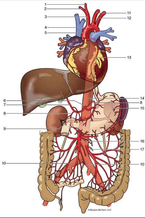 <p><span>Thoracic aorta</span></p>