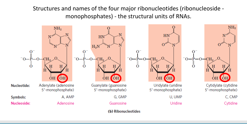 <p>The four structural units of RNA are:</p><ul><li><p><strong>AMP (Adenylate)</strong> → Adenine (A)</p></li><li><p><strong>GMP (Guanylate)</strong> → Guanine (G)</p></li><li><p><strong>UMP (Uridylate)</strong> → Uracil (U)</p></li><li><p><strong>CMP (Cytidylate)</strong> → Cytosine (C)</p></li></ul><p><span data-name="point_right" data-type="emoji">👉</span> All contain:</p><ul><li><p><strong>Ribose sugar</strong> (with <strong>OH at 2′ carbon</strong>)</p></li><li><p>A <strong>phosphate group</strong></p></li><li><p>A <strong>nitrogenous base</strong></p></li></ul><p></p>