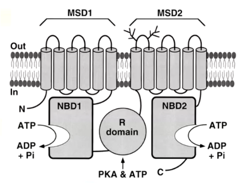 <p>Structural Domains of CFTR</p>