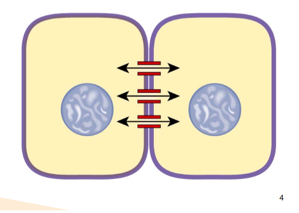 <p>LOCAL cell to cell communication: Gap junctions</p>