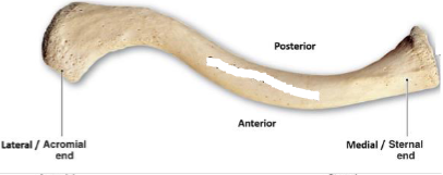 <p>superior or Inferior surface?</p>