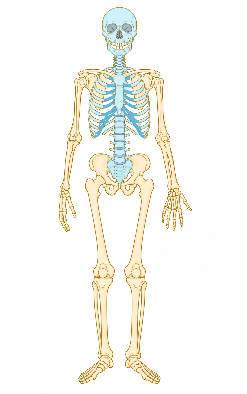<p>Axial skeleton </p>