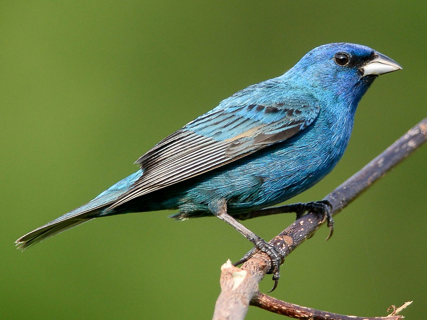 <p>Order Passeriformes Family Cardinalidae</p>