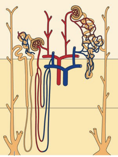 <ul><li><p>The capillaries that supply the medulla (vasa recta) are highly permeable, allowing water and solutes to move easily between the blood and surrounding interstitial fluid</p></li><li><p>As blood flows from the renal cortex down into the medulla, it encounters an environment with progressively higher osmotic pressure</p></li><li><p>As a result, water diffuses out of the plasma into the interstitium, while the blood takes up NaCl and urea</p></li></ul><p></p>