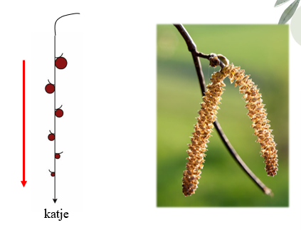 <p>Racemeuze bloeiwijze: <span>De bloemen hangen naar beden op de hoofdas, de bloemsteeltjes zijn afwezig of zeer kort, eventueel schutblaadjes aanwezig. De hoofdas groei dus naar beneden. Over het algemeen bestaan katjes uit een zeer groot aantal kleine onopvallende bloemen, typisch voor windbestuiving </span></p>