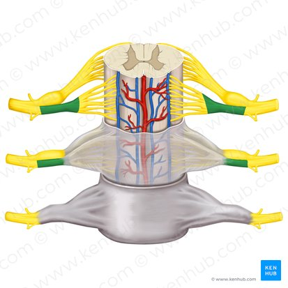<p>portion that goes to spinal </p>