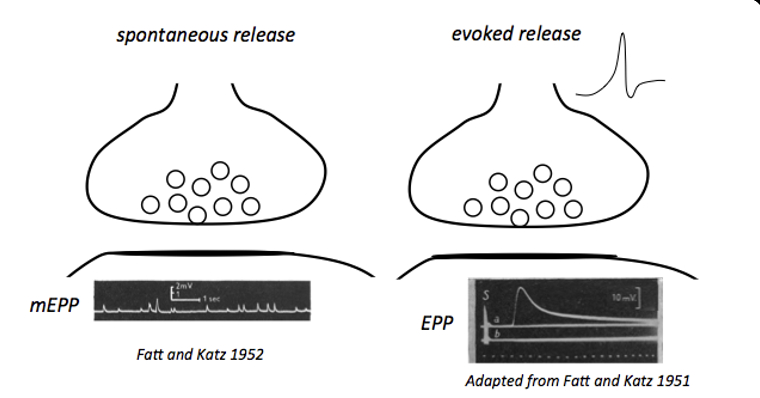 <p>when at rest the Pr is low of the presynaptic terminal so PSP is low resulting in mEPPs, which produce a response equal to the quantal size</p><p>when an action potential invades the terminal, the Pr increases and m vesicles are release, which produces a postsynaptic potential equal to m*q</p>