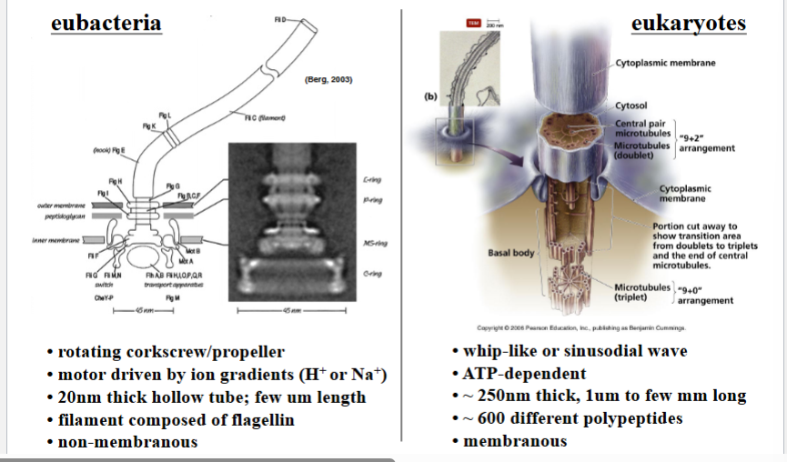 <p><span style="background-color: transparent;"><strong>Prokaryotic vs. Eukaryotic Flagella</strong></span></p>