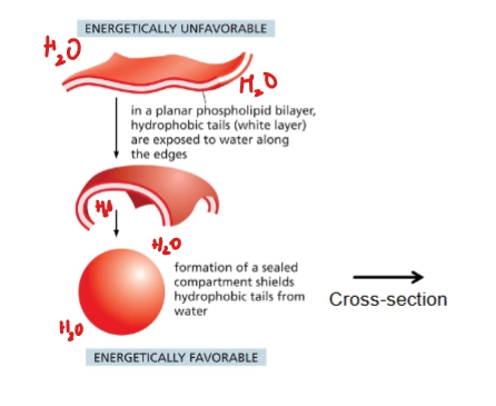 <p>artificial lipid bilayer in sphere (because that’s energetically favorable)</p><p>Uses:</p><ul><li><p>drug delivery into cells</p></li><li><p>study lipid and membrane protein properties</p></li></ul><p></p>