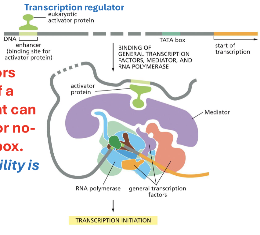 <p>proteins that make the region of the DNA within a gene of interest available (or not) for transcription. REGULATE the TRANSCRIPTION of SPECIFIC proteins/genes</p>
