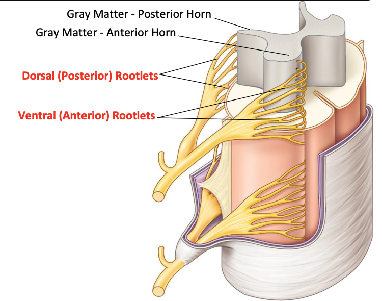 <p>Spinal nerve rootlets</p>