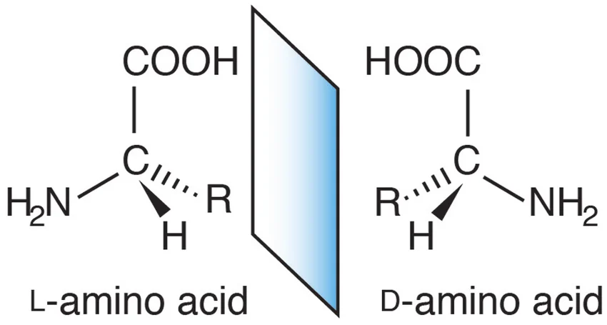 <p>L-amino acid has the amino group on the LEFT</p><p>D-amino acid has the amino group on the RIGHT</p><p>all amino acids in the human body are L-amino acids</p>