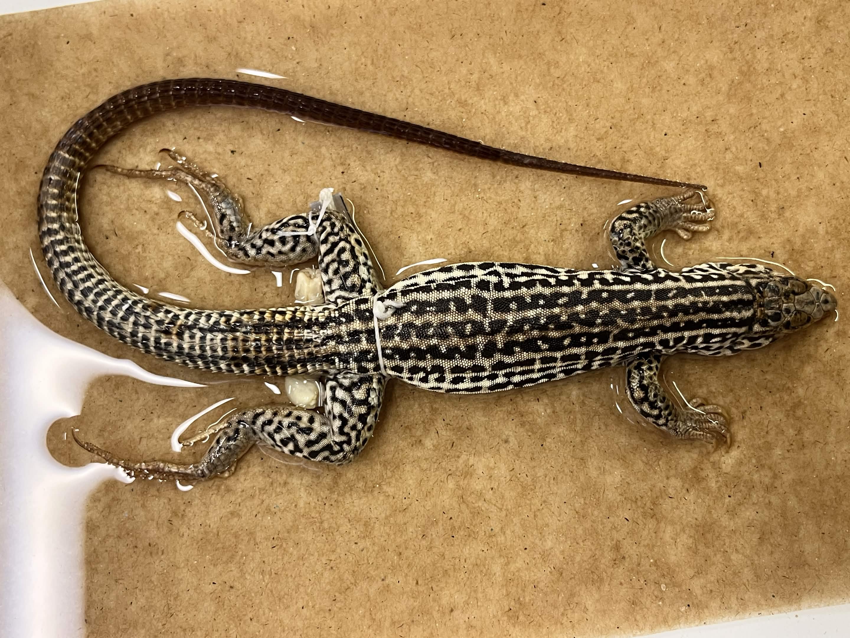 <p>Family + Species?</p><ul><li><p><strong>Long tapered tail</strong></p></li><li><p><strong>Plates on head</strong></p></li></ul><p></p>