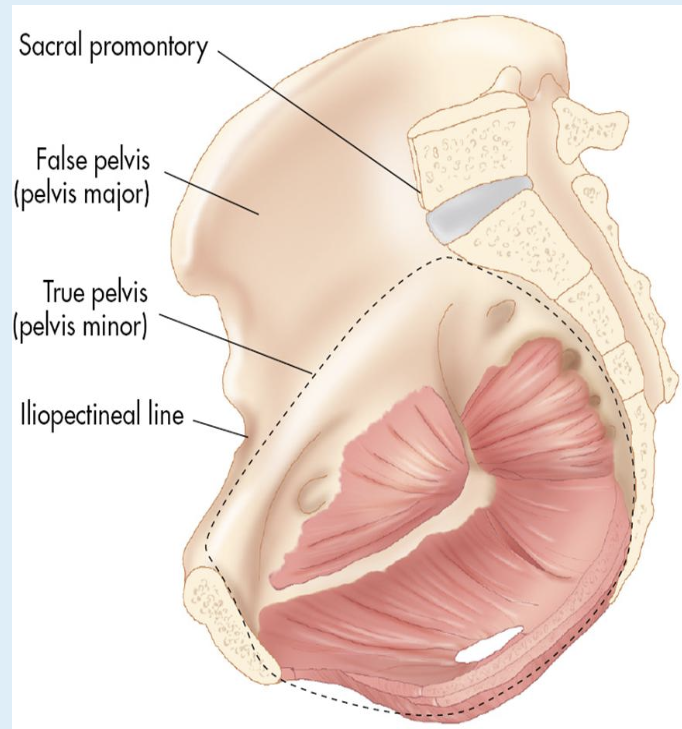 <p>False Pelvis</p>
