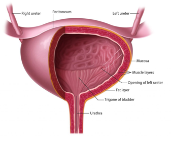 <p><strong>Renal pelvis → urine composition </strong></p><p>Urine leaving the renal pelvis is largely unchanged in composition </p><p><strong>Exception (horse):</strong> mucus secretion in renal pelvis/upper ureter → viscous/cloudy urine </p><p></p><p><span><strong>Ureters → transport system</strong></span></p><p style="text-align: left;"><span>Act as <strong>conduits for urine flow</strong></span></p><p style="text-align: left;"><span>Transport driven by <strong>peristaltic contractions</strong> originating from the renal pelvis</span></p><p style="text-align: left;"></p><p style="text-align: left;"><span><strong>Entry into bladder (trigone region)</strong></span></p><p style="text-align: left;"><span>Ureters enter the bladder at the <strong>proximal angles of the trigone</strong></span></p><p style="text-align: left;"><span>Follow an <strong>oblique intramural course through the bladder wall</strong></span></p><p style="text-align: left;"></p><p style="text-align: left;"><span><strong>Functional significance</strong></span></p><p style="text-align: left;"><span>Oblique entry creates a <strong>valve-like mechanism</strong></span></p><p style="text-align: left;"><span>Prevents <strong>urinary reflux (vesicoureteral reflux)</strong></span></p><p style="text-align: left;"><span>Protects kidneys from <strong>backflow pressure and infection</strong></span></p>