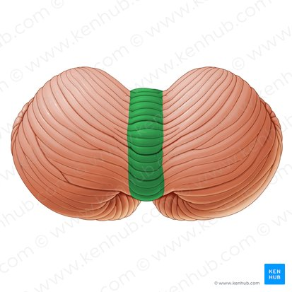 <p>vermis </p>