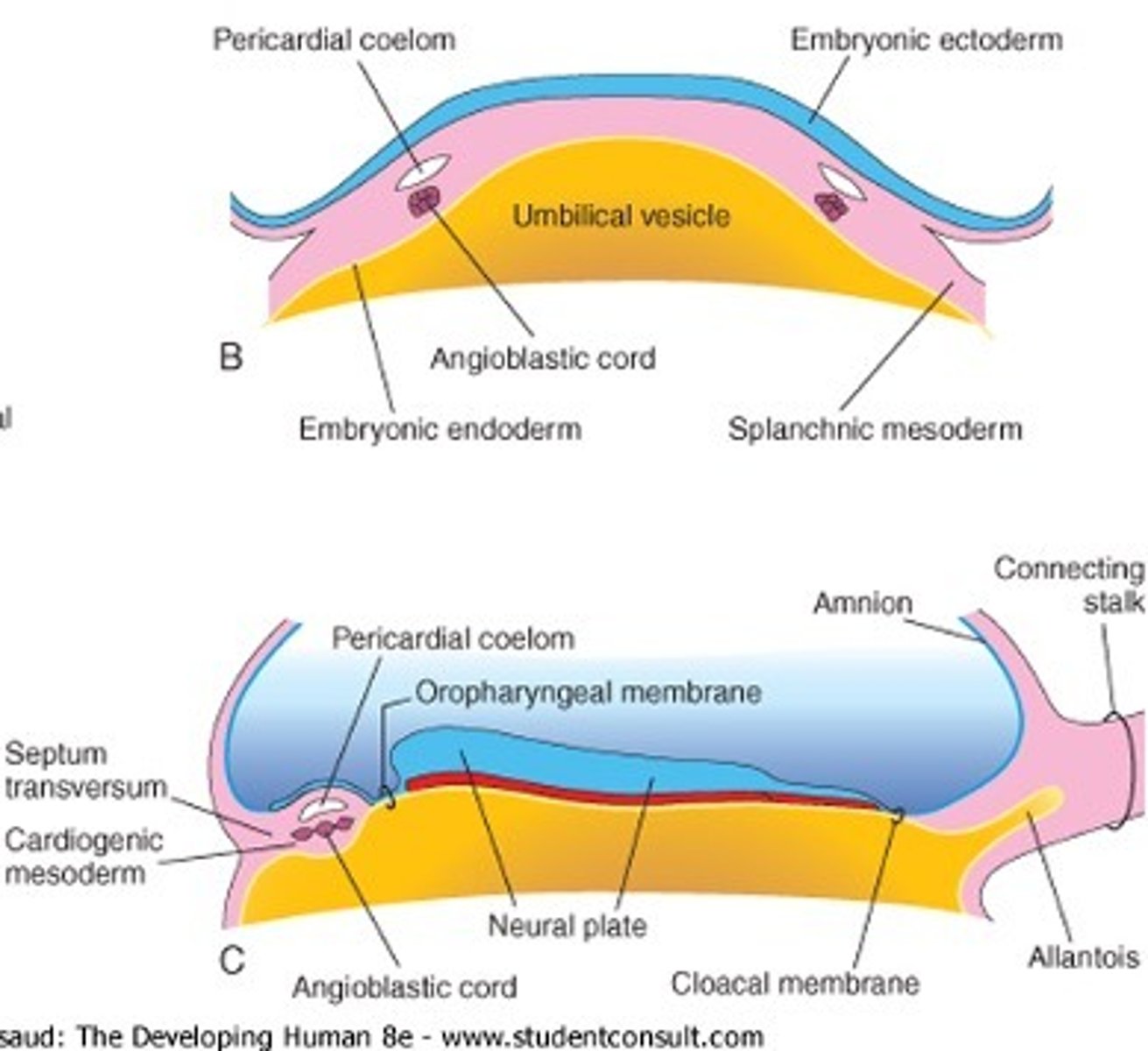 <p>the heart tube is derived from the ____</p>