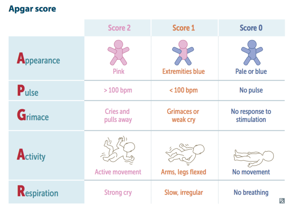 <p><span><span>The Apgar score is the standard scoring system used to assess the status of a newborn.</span></span></p><p class="s136"><span><span>●It assigns a number value (0, 1, or 2) to five areas of activity.</span></span></p><p class="s137"><span><span>●Appearance</span></span></p><p class="s137"><span><span>●Pulse</span></span></p><p class="s137"><span><span>●Grimace or irritability</span></span></p><p class="s137"><span><span>●Activity or muscle tone</span></span></p><p class="s137"><span><span>●Respirations</span></span></p><p class="s15"><span><span>●Calculate the Apgar score at 1 minute and 5 minutes after birth.</span></span></p><p class="s15"><span><span>●The highest possible Apgar score is 10</span></span></p>