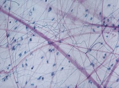 <p>the degree of linkage between locations from one another</p>
