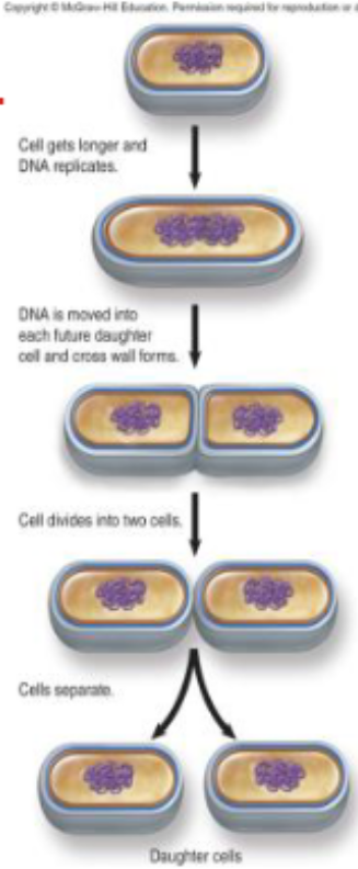<p>it is an increase in number </p><p>bacteria divide by binary fission </p><ul><li><p>1 cell → 2 cells, 2 → 4, 4 → 8, 8 → 16, etc…</p></li><li><p>growth is exponential: population doubles with each division </p></li></ul><p></p>