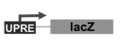 <p>UPR element: a DNA sequence in the promoters of genes that are switched on as part of UPR</p>
