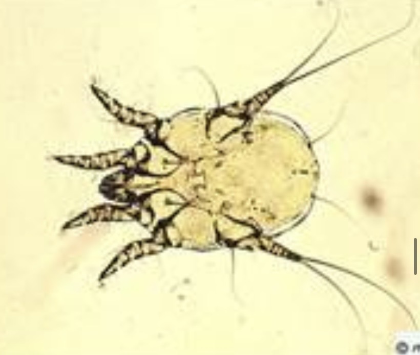 <img src="blob:null/1119bac5-afb6-467f-90df-746b137c6aa6" width="211" height="157"><p></p>