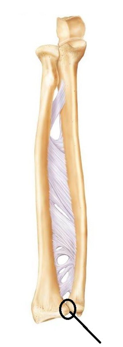 <p>(Pivot Joint)</p><p>between head of ulna &amp; ulnar notch of radius</p><p>-loose, surrounding capsule allows for pronation/supination</p><p>-stability via ligaments &amp; interosseous membrane</p>