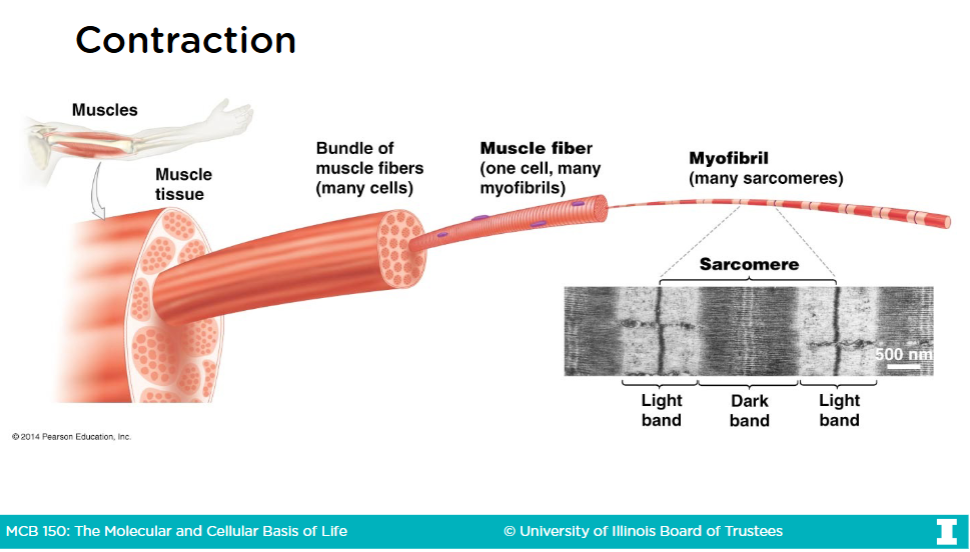 <p>-The cytoplasm of muscle fibers are called <strong>sarcoplasm</strong></p><p>A <strong>sacromere</strong> is th structural unit of contraction</p><p>-The repeating units of proteins within a <strong>myofibril</strong> are called <strong>sacromere</strong></p><p>-<strong>Myofibrils </strong>are rod-like bundles of proteins are fill the sarcoplasm</p>