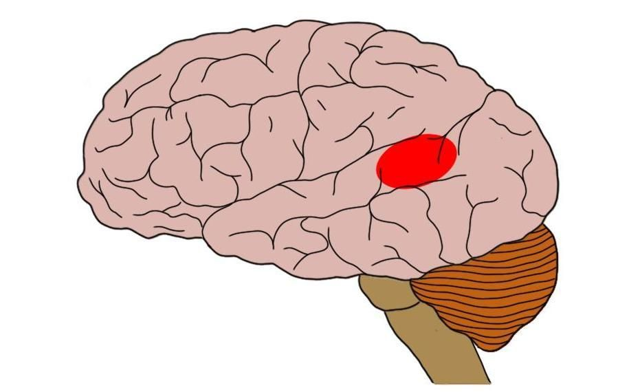 <p>What is the name for this part of the brain?</p>