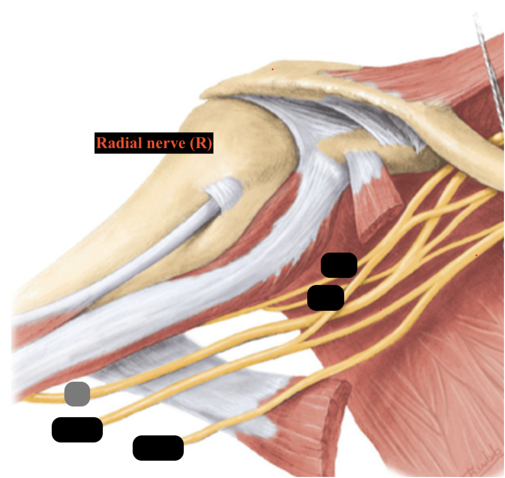 <ul><li><p>arises from posterior cord</p></li><li><p>has fibres from C5-T1</p></li><li><p>leaves axilla and moves posteriorly to humerus and in radial groove </p></li></ul><p></p>