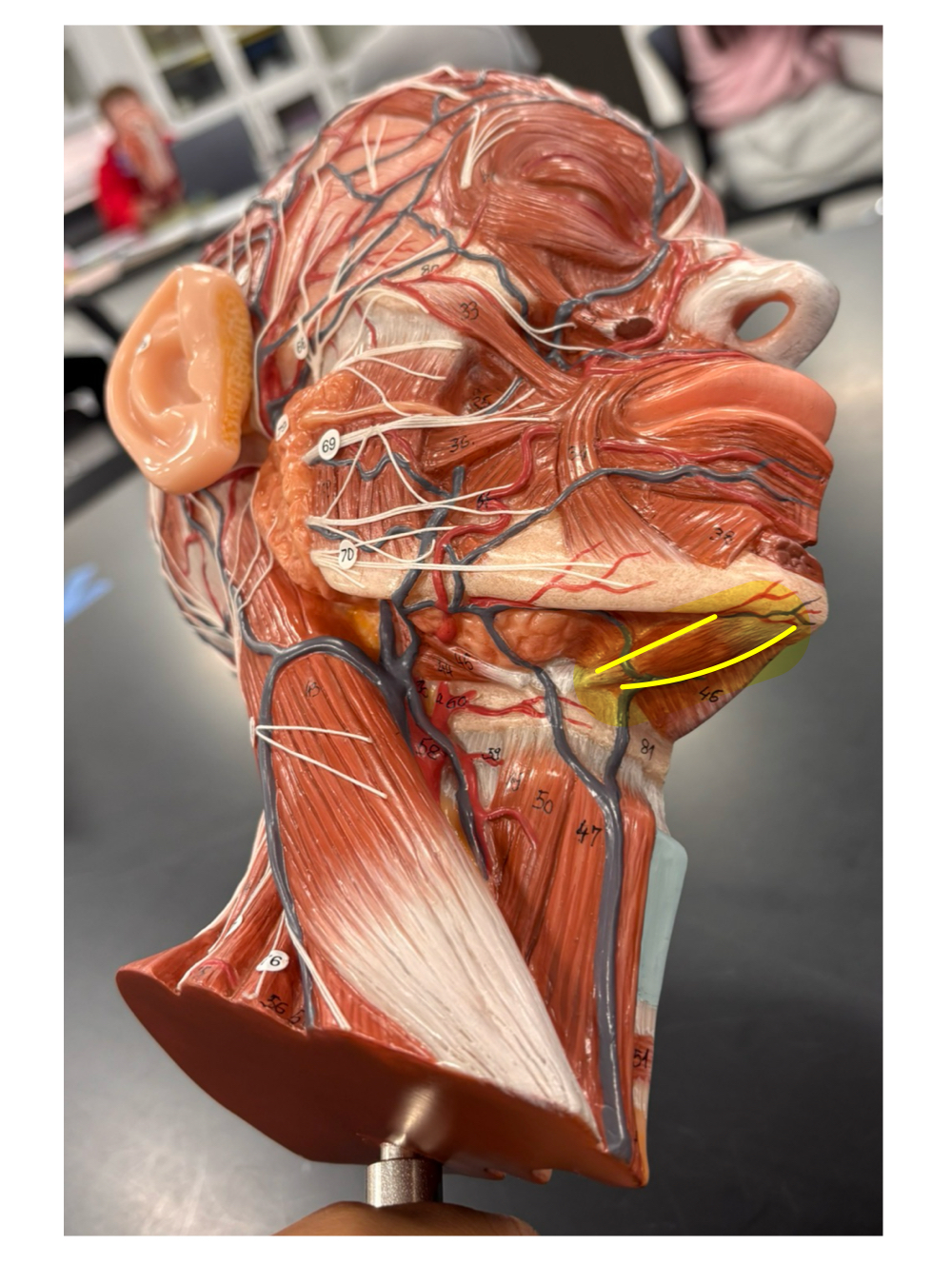 <p>name the muscle and its action</p>