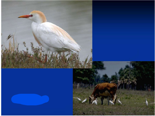 <p>What is the Order, Family, and Common name of this vertebrate?</p>