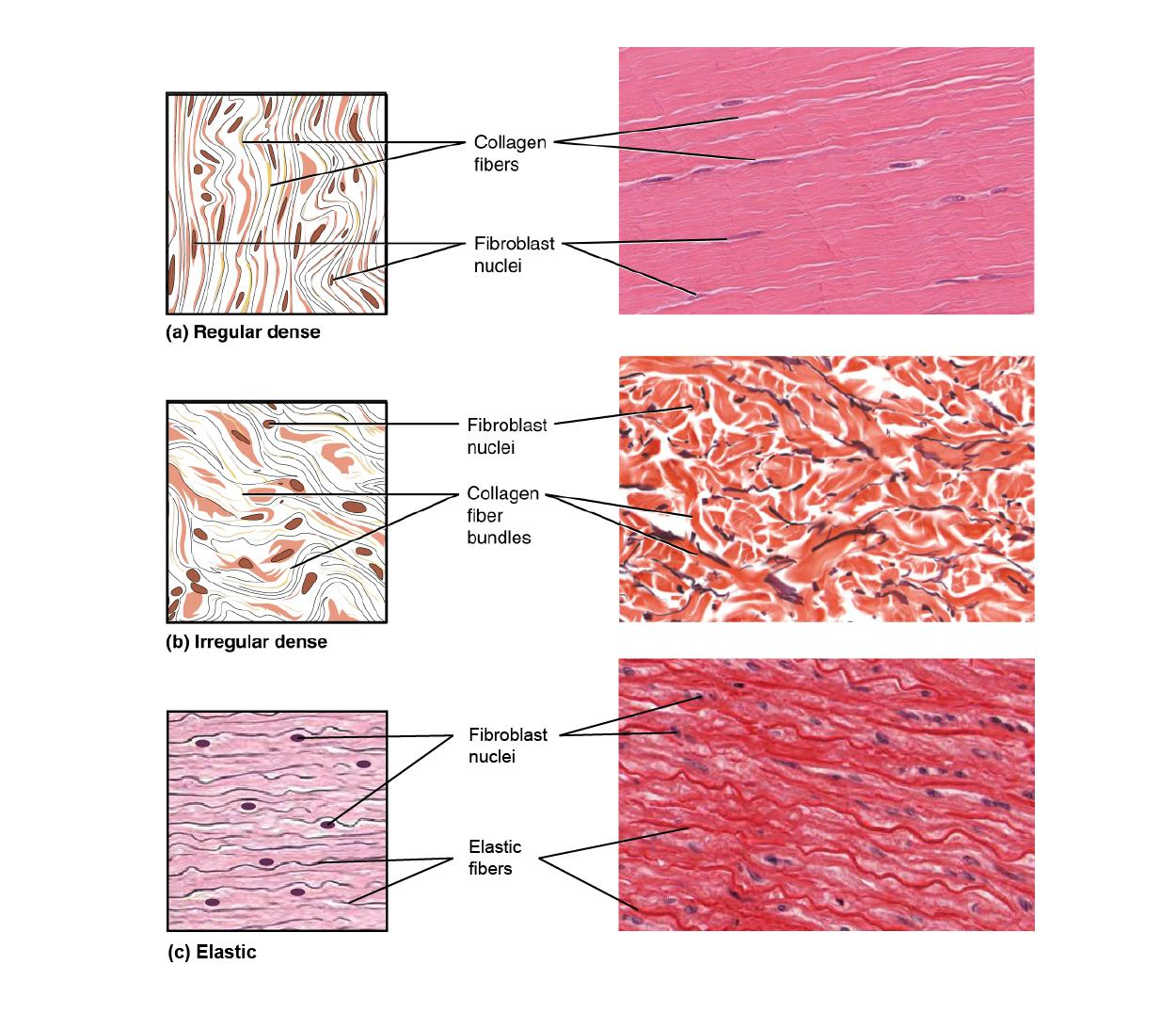 <ol><li><p>Dense irregular</p></li><li><p>dense regular</p></li><li><p>elastic.</p></li></ol><p></p><p>Dense regular → collagen fibers run parallel in the same direction</p><p>Dense irregular → collagen fibers run in many different directions</p><p>Elastic → lots of wavy elastic fibers</p>