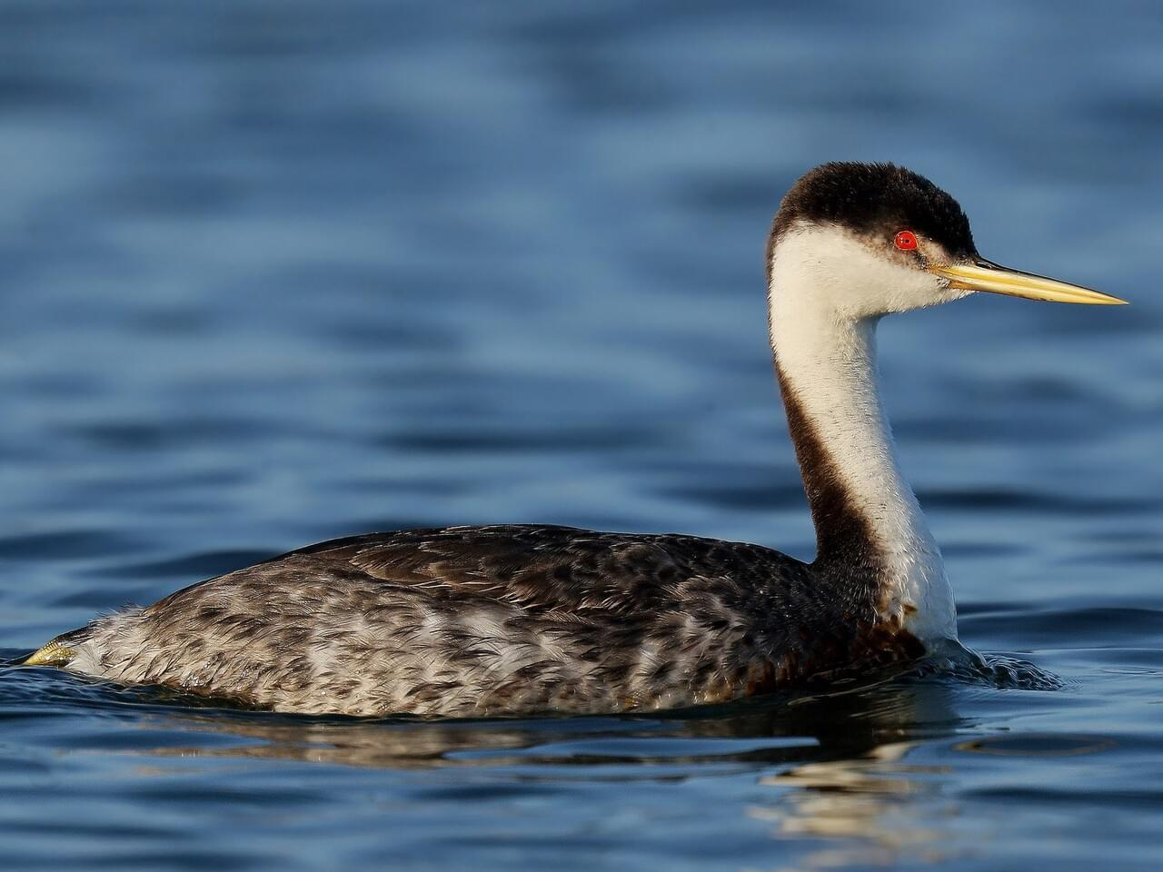 <p>Western grebe </p>