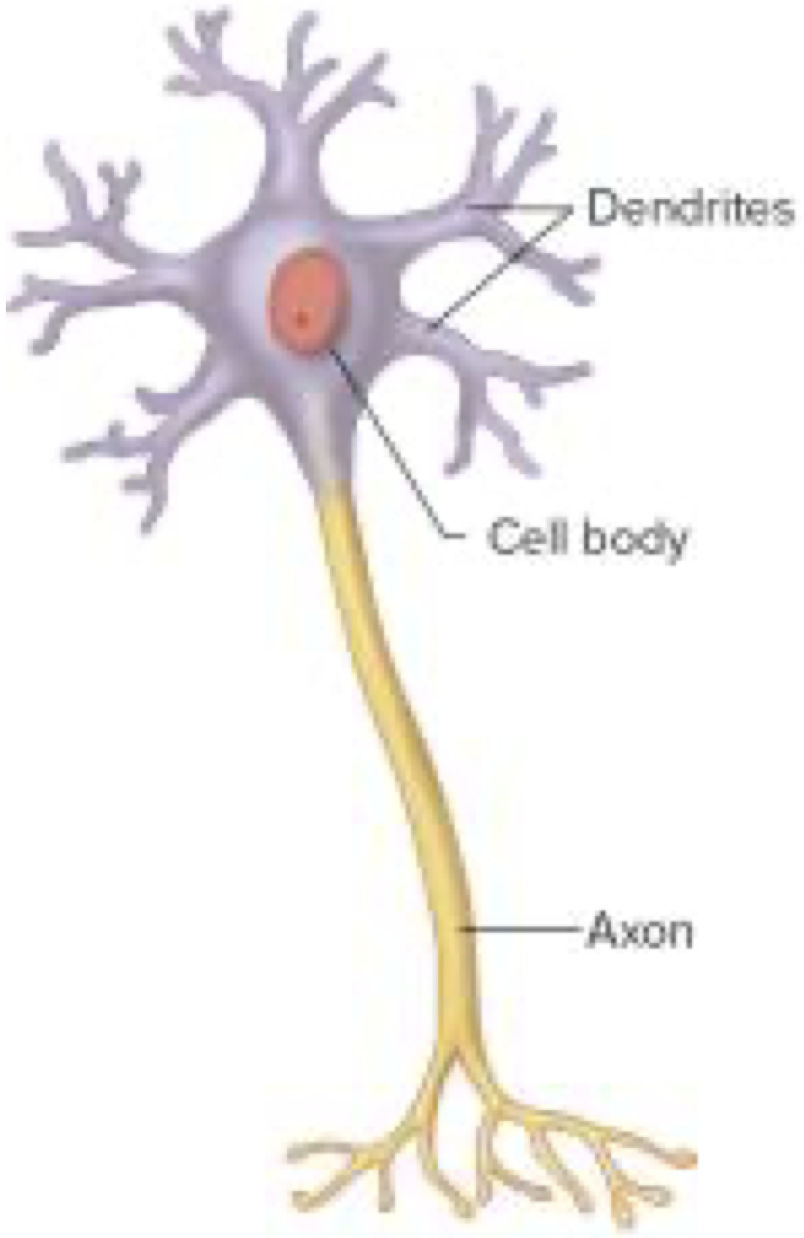 <p>One cell body</p><p>Many dendritic processes and an axon</p><p>E.g motor neurons, interneurons</p>