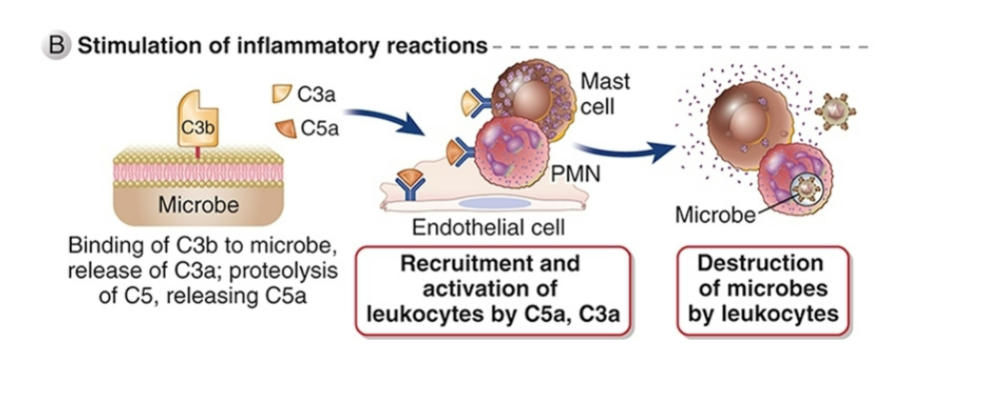 <ul><li><p><span style="background-color: transparent;"><strong>And activation of endothelial cells</strong></span></p></li><li><p><span style="background-color: transparent;"><strong>Degranulation of mast cells releases multiple “vasoactive mediators” (e.g., histamine)</strong></span></p></li><li><p><span style="background-color: transparent;"><strong>C3a and C3b = “anaphylatoxins” = can produce anaphylactic shock</strong></span></p></li></ul><p><br></p>