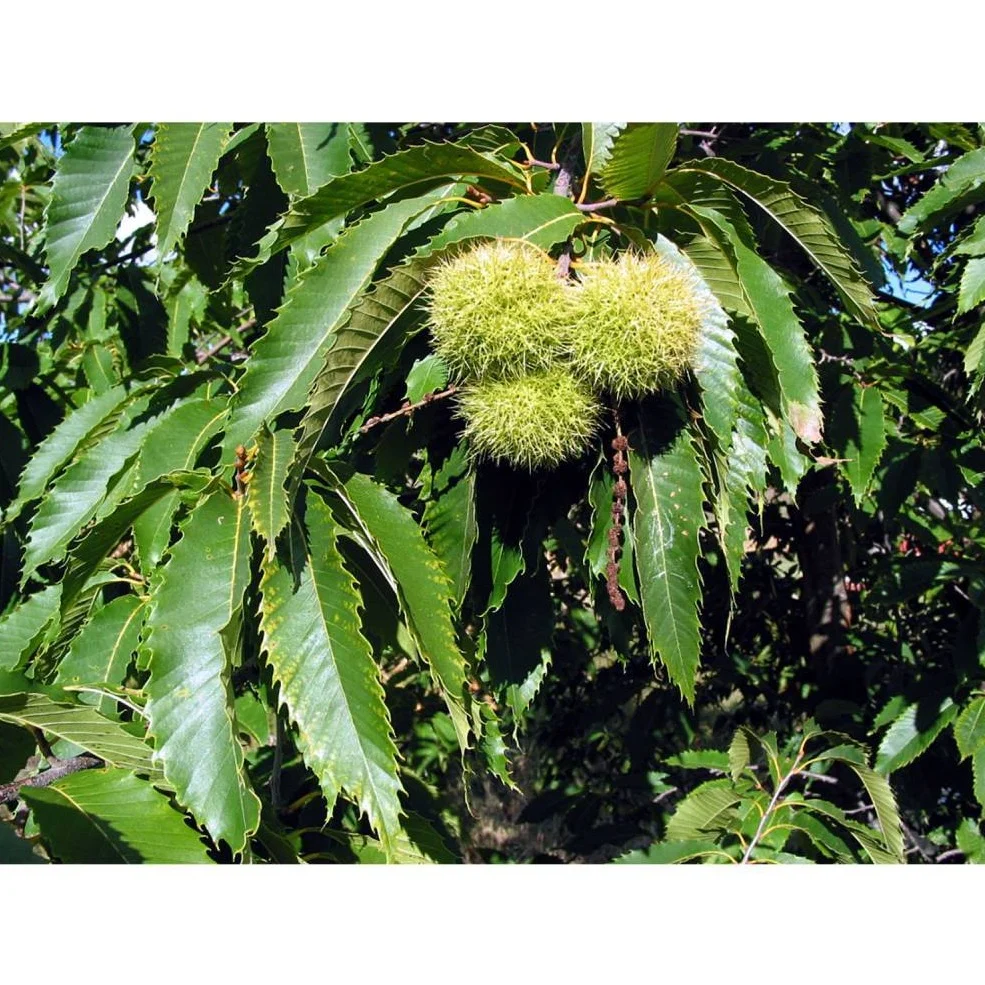 <p>Common Name: American Chestnut </p><p>Genus: <em>Castanea </em></p><p>Species: <em>dentata </em></p>