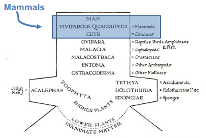 <p>early classification scheme that had man at the top, followed by mammals and cetaceans </p>