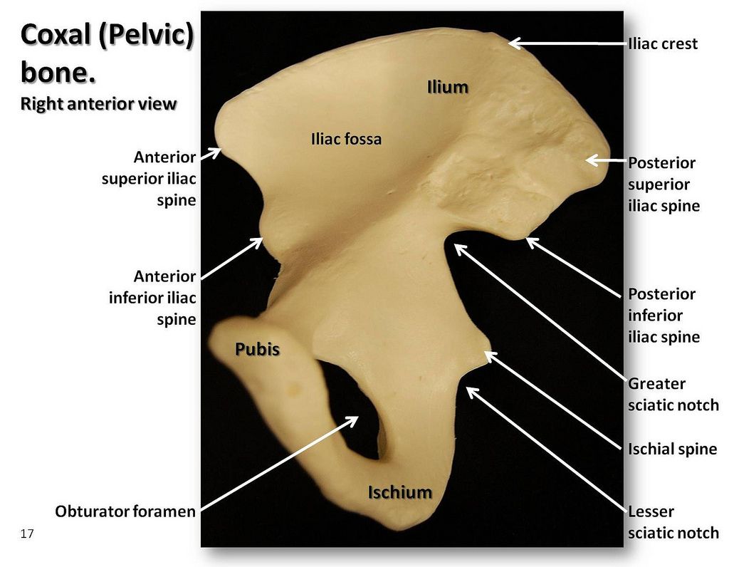 <p>The hips</p>