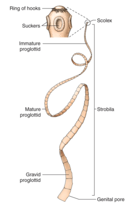 <p>proglottids</p><p>Scolex</p><p>No mouth or digestive system</p>