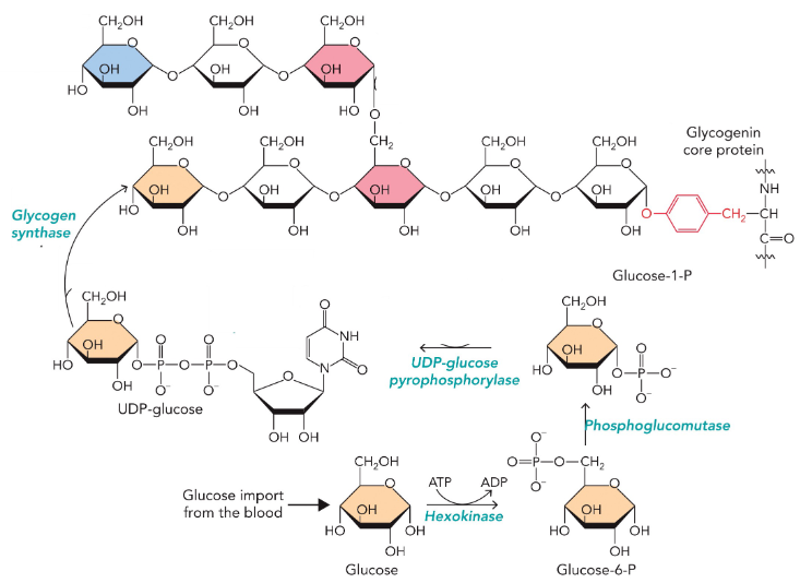 <p>The glycogen synthase enzyme catalyzes a reaction that links glucose to nonreducing ends of glycogen, using UDP-glucose as the substrate. Generation of UDP-glucose requires the enzymes UDP-glucose pyrophosphorylase and nucleotide diphosphate kinase.</p><p>begins with glycogenin core protein Tyr194</p>