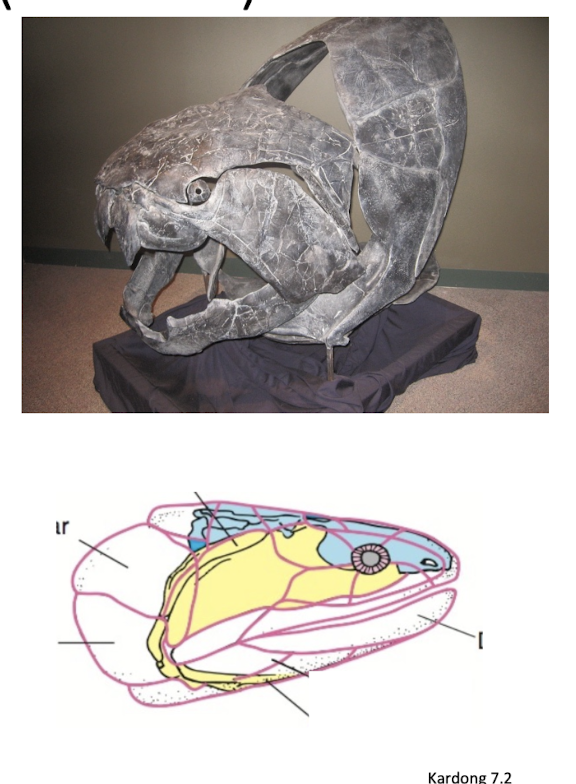 <p>Dermal bone that originally bony armor in early fish</p><p>encase majority of skull in amniotes, makes the <strong>pre maxilla</strong> and <strong>maxilla</strong></p><p>reduces in modern fish and amphibians</p>