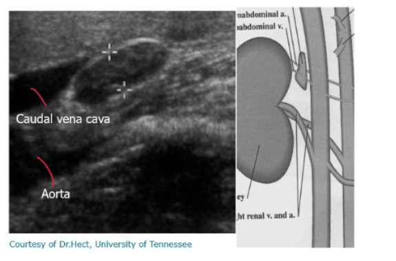 <ul><li><p>phrenicoabdominal vein and artery</p></li><li><p>caudal vena cava</p></li><li><p>aorta also present </p></li></ul><p></p>