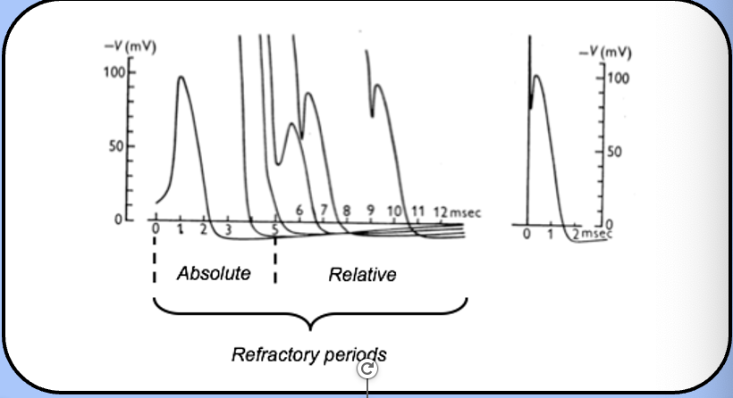 <p><span style="font-family: "Helvetica Light";">the period where a second action potential can be generated, but only with a stronger stimulus</span></p>