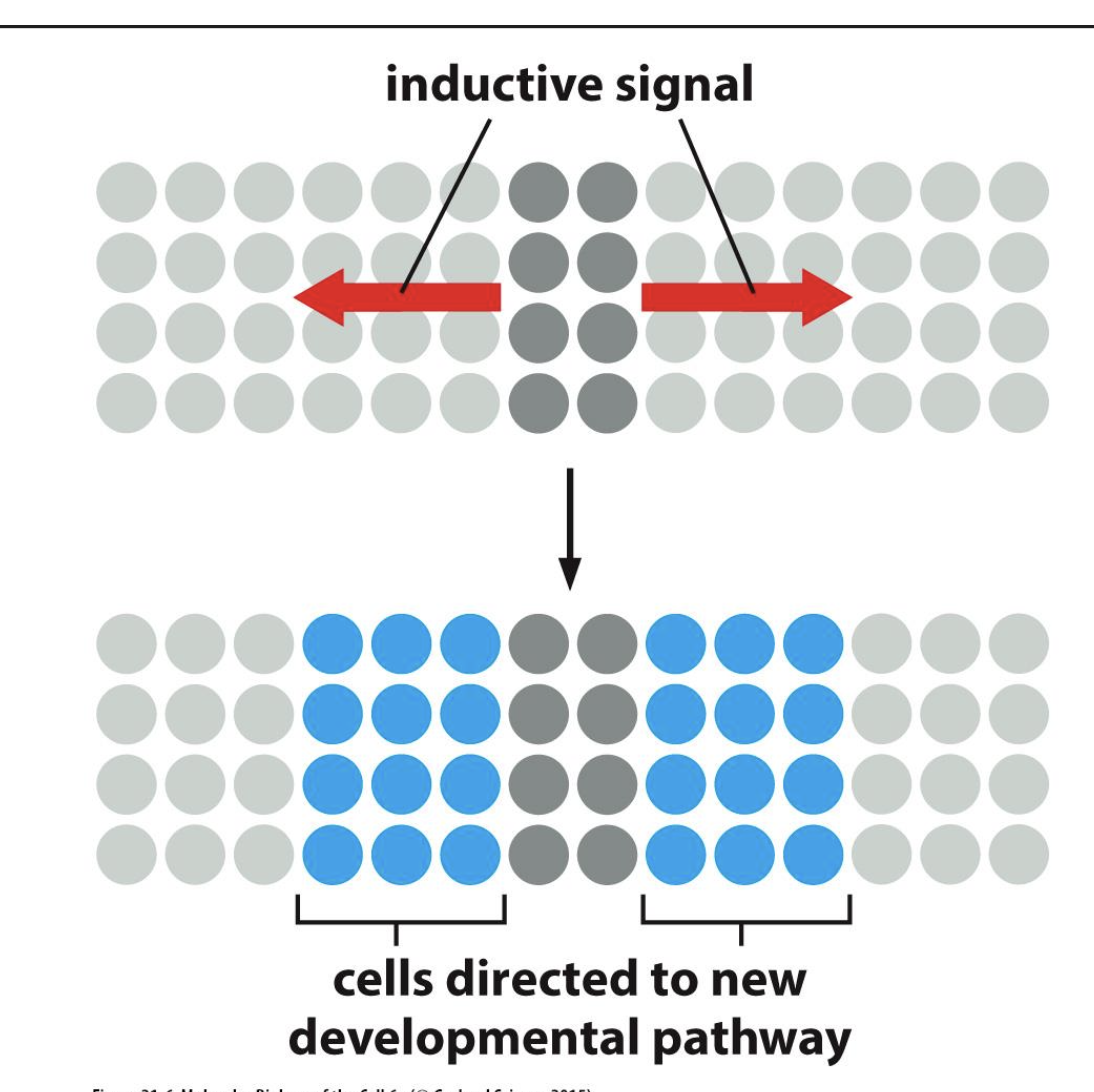 <ul><li><p>causes conditional specification</p></li><li><p>when cells causes other nearby cells to undergo a certain developmental pathway</p></li></ul><p></p>