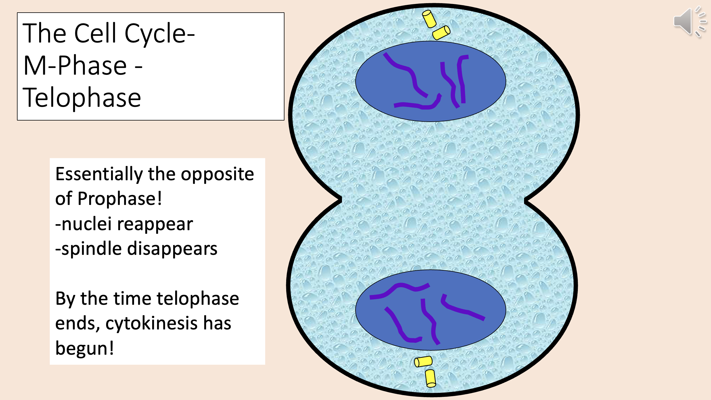 <p><span>telophase</span></p>