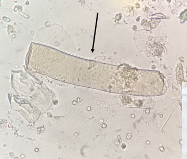 term image