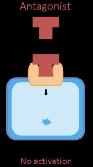 <p>Drugs that occupy receptors but do not active them, instead antagonists bloc receptor activation by agonists, they are inhibitors.</p>