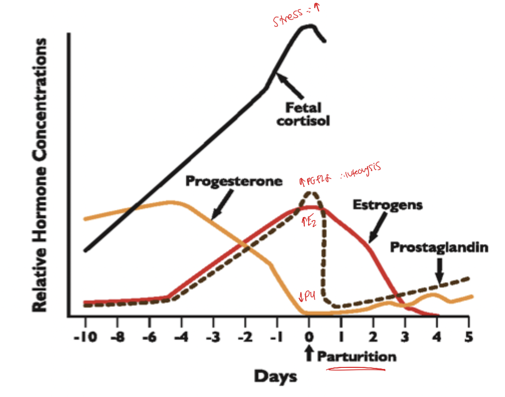 <p>The fetus </p><p>Fetus gets stressed and wants to get out therefore releases <strong>fetal cortisol</strong> this cortisol reaches the placenta and changes the enzymatic machinery releasing <strong>placental PGF2alpha</strong> which goes to the ovary and causes luteolysis </p><ul><li><p>Changes enzymes and converts P4 to estradiol </p></li></ul><p></p>