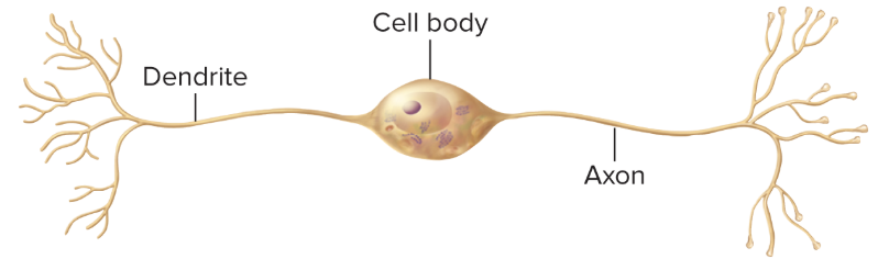 <p>A neuron with two processes extending directly from the cell body, has one dendrite, and one axon, and are relatively limited in where they are located. They are some special sense neurons such as retina of eye, olfactory epithelium in nose) </p>
